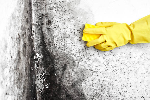 Best Mold Documentation for Insurance Claims  in Mahanoy City, PA