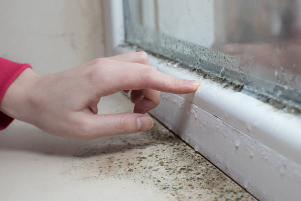 Best Commercial Mold Inspection  in Mahanoy City, PA