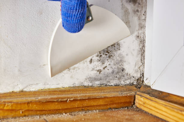 Best Air Quality Testing for Mold Spores  in Mahanoy City, PA